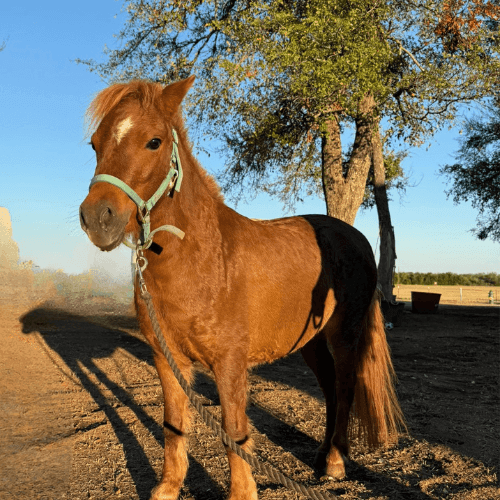 Peaches - Mini Pony